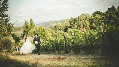 Fattoria di Quercia al Poggio, vineyard