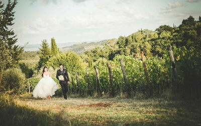Fattoria di Quercia al Poggio, vineyard