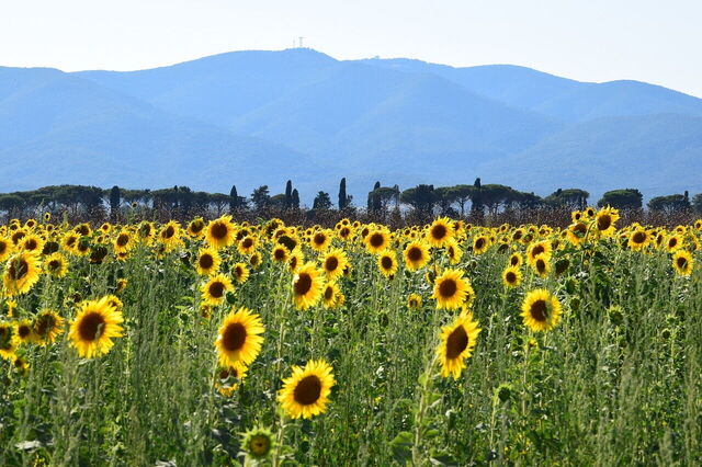 Sunflowers