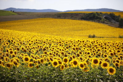 Sunflowers around Villa Agata