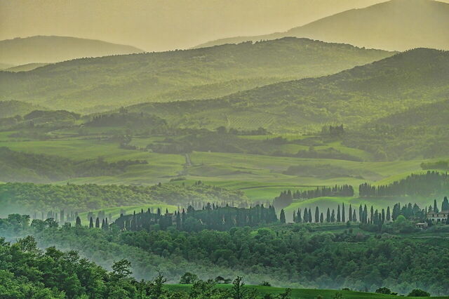 Tuscan woods