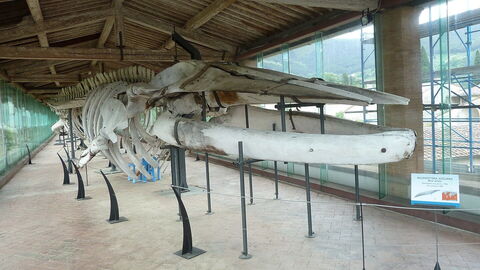 Natural History Museum, whale skeleton