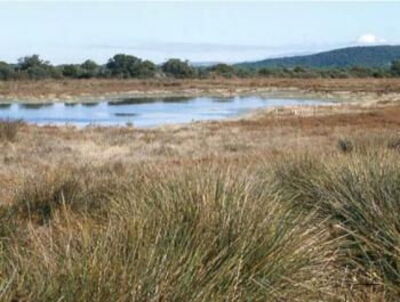 Padule della Trappola Bocca d’Ombrone