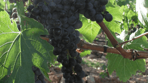 famous grapes of scansano