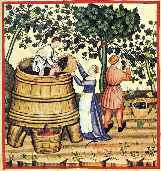 medieval grape harvest