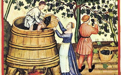 medieval grape harvest