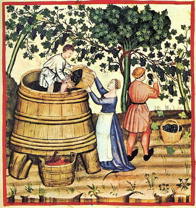 medieval grape harvest
