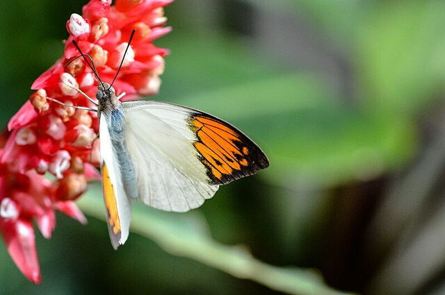 Butterfly, Butterfly House, Collodi