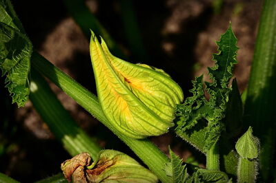 Courgette flower