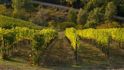 vineyard in chianti