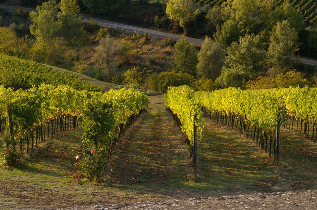 vineyard in chianti