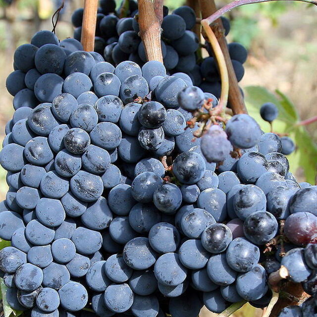 sangiovese grapes used in Chiani winemaking