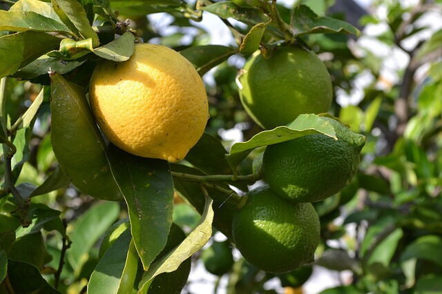 Lemon tree