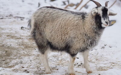 Cashmere Goat