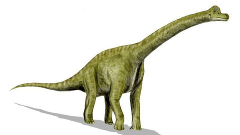 brachiosaurus