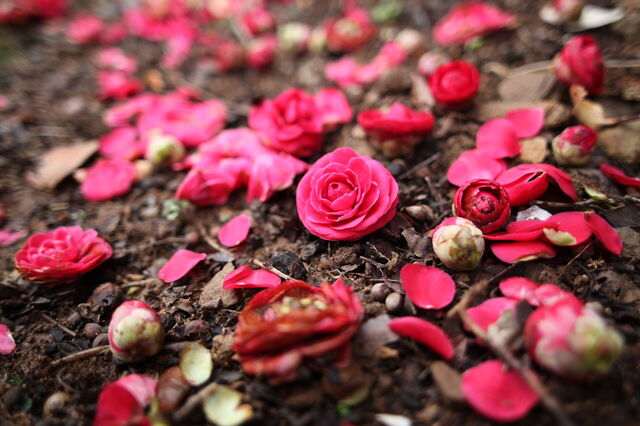 Camellias