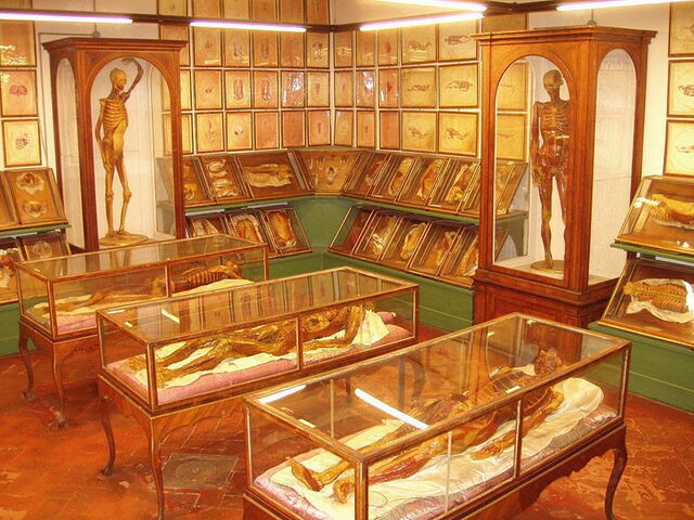 human wax replicas