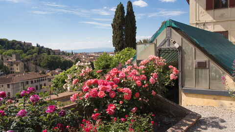 Pink roses in the Rose Garden of Florence
