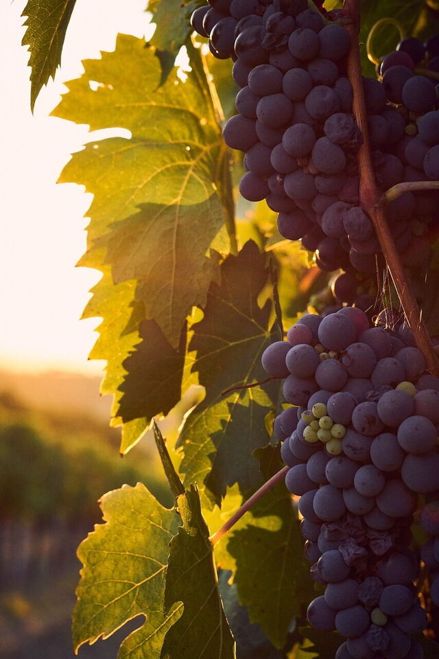 A vineyard in Tuscany