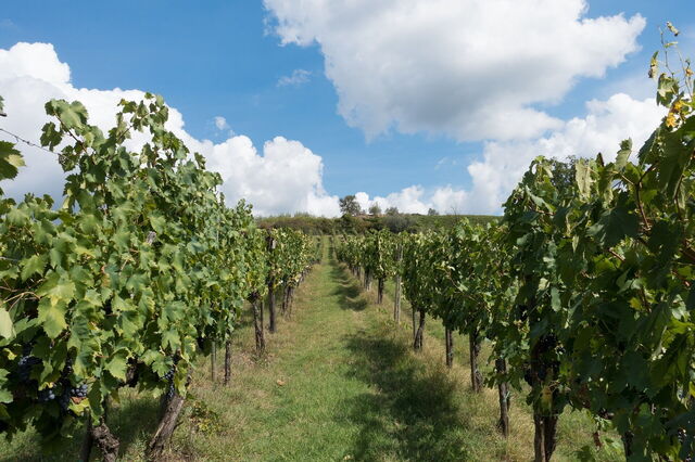 Vineyards in Chianti