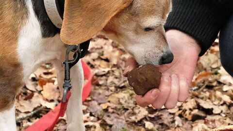 Truffle dog