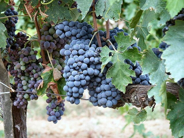 Grapes at a vineyard