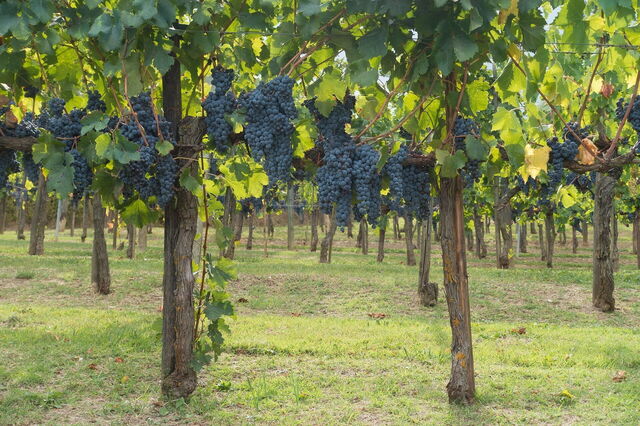 Vineyard in Chianti