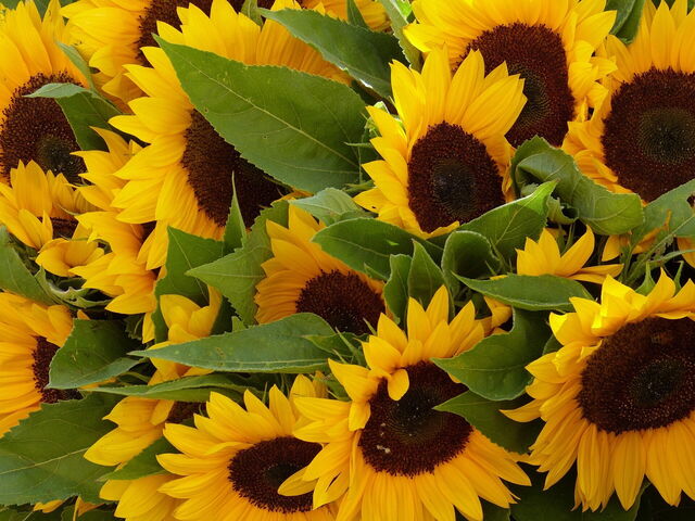 Sunflowers