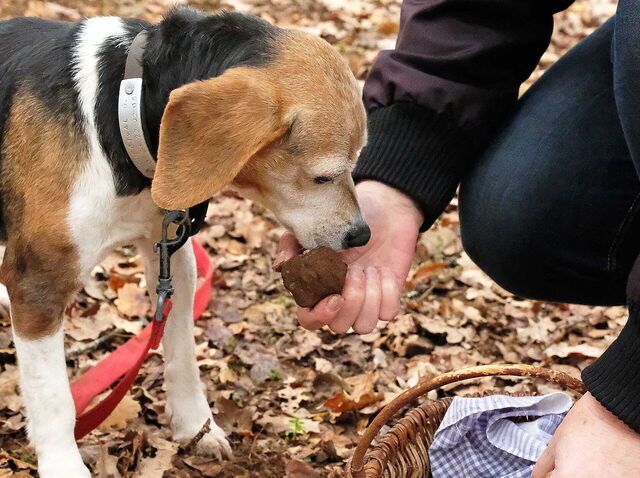 Truffle hunting