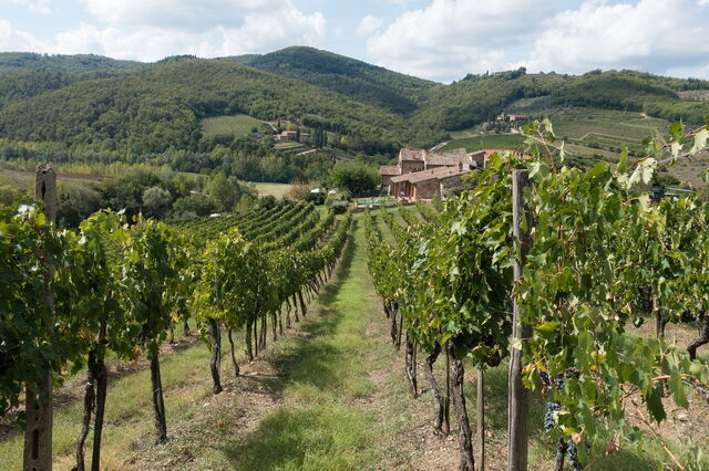 A vineyard in Chianti