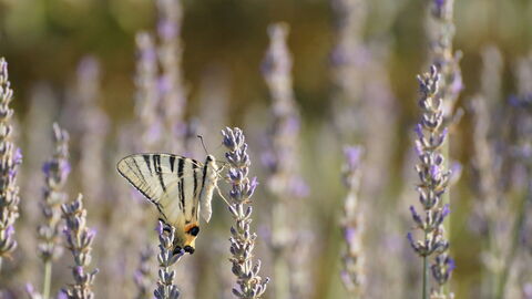 A butterfly on some lavender in Pisa