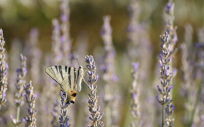 A butterfly on some lavender in Pisa
