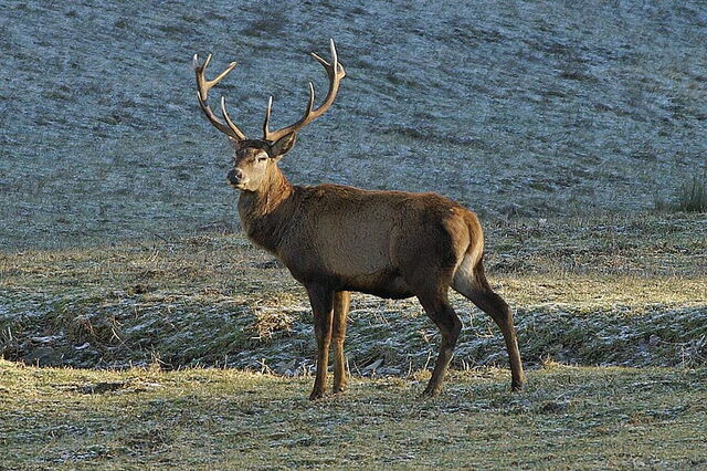 Parco Nazionale delle Foreste Casentinesi, deer