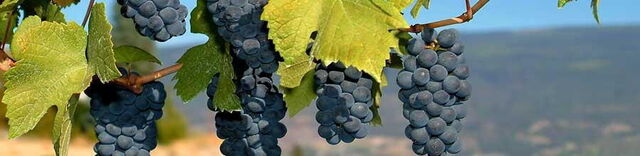 Grapes