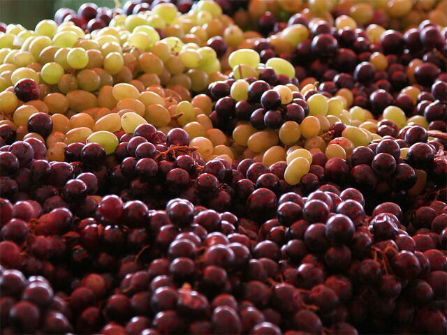 purple and green grapes