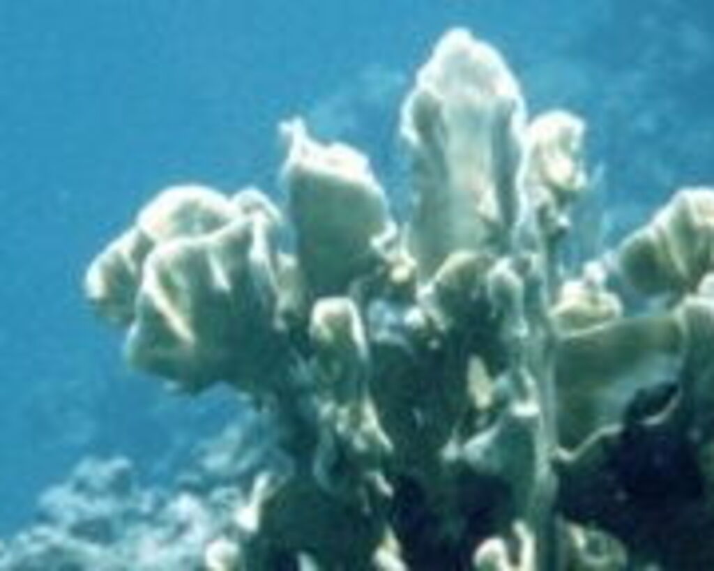 Tuscany Villas Staff