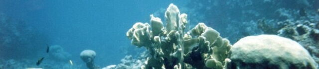 Coral