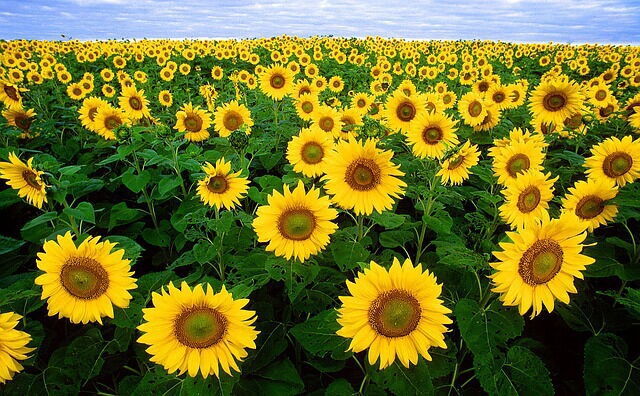 Field of sunflowers