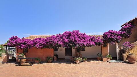 Bougainvillea on Giannutri Island