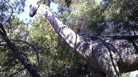 Dinosaur at Peccioli