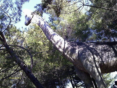 Dinosaur at Peccioli