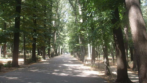 Pathway in Parco delle Cascine
