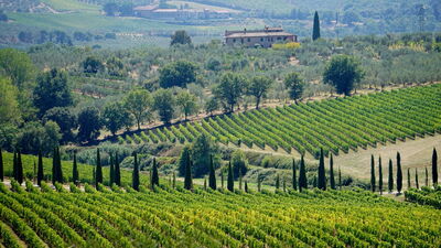 Vinyards in Tuscany
