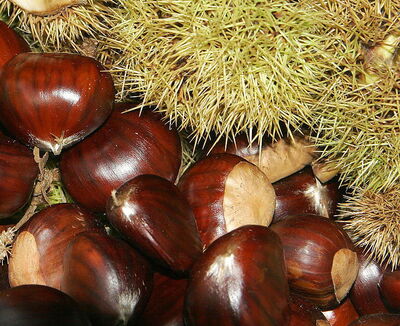 ripe chestnuts