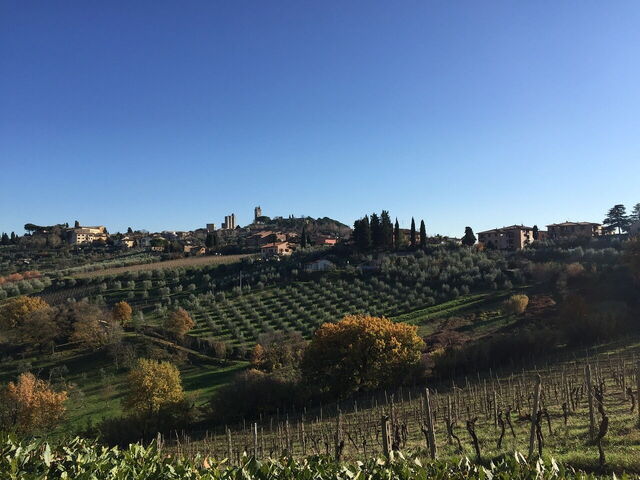 Tuscan vineyards
