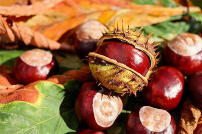 Chestnuts