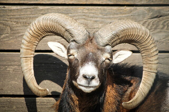 Smiling Mouflon