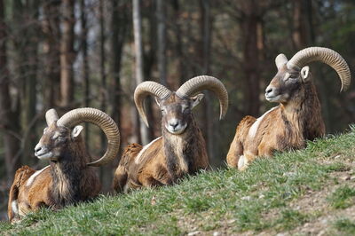 Mouflons