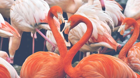 Flamingos