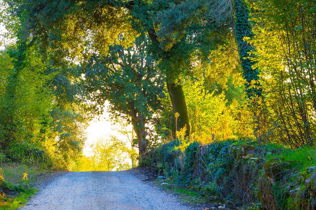 Some woods in Sovicille